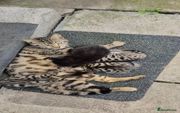 Bengal cats for sale: Mix breed Bengal + Tabby - Image 12