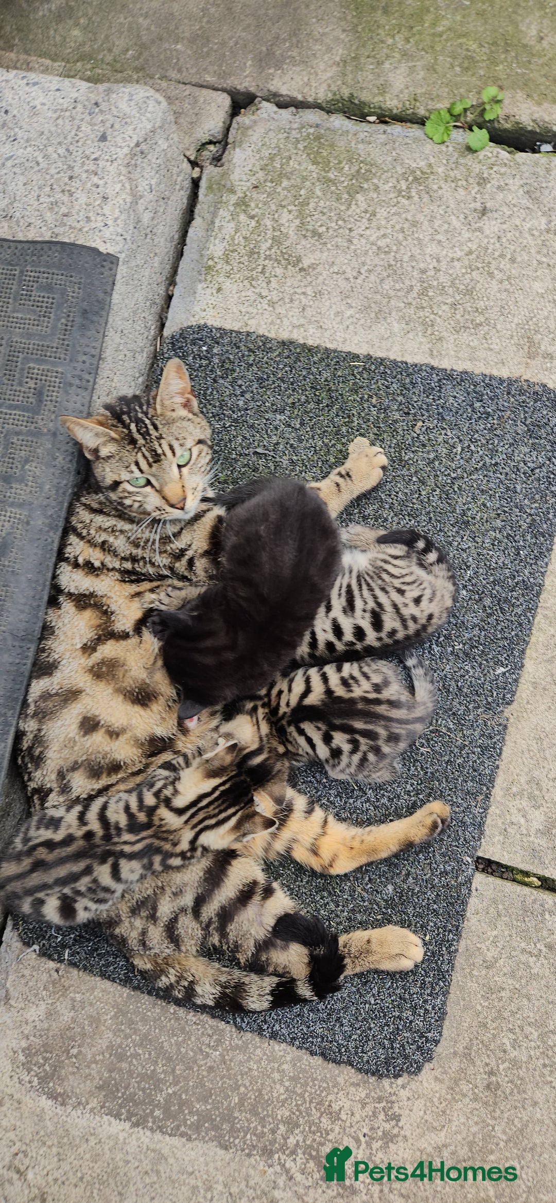 Bengal cats for sale: Mix breed Bengal + Tabby - Image 12