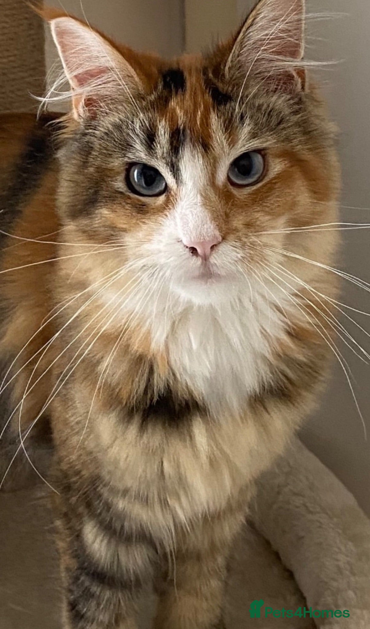 Maine Coon cats Stunning Maine Coon Female for Sale - Advert 2