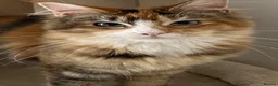 Maine Coon cats for sale: Stunning Maine Coon Female for Sale in Maidenhead - Advert 2