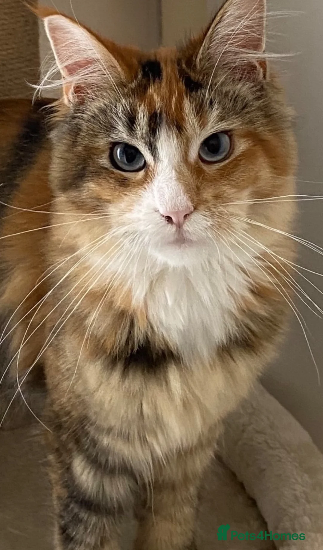 Maine Coon cats for sale: Stunning Maine Coon Female for Sale in Maidenhead - Advert 2
