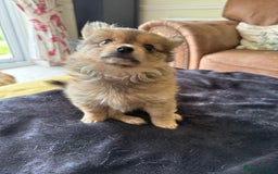 Pomeranian dogs for sale:  Adorable Pomeranian puppies  - Image 10