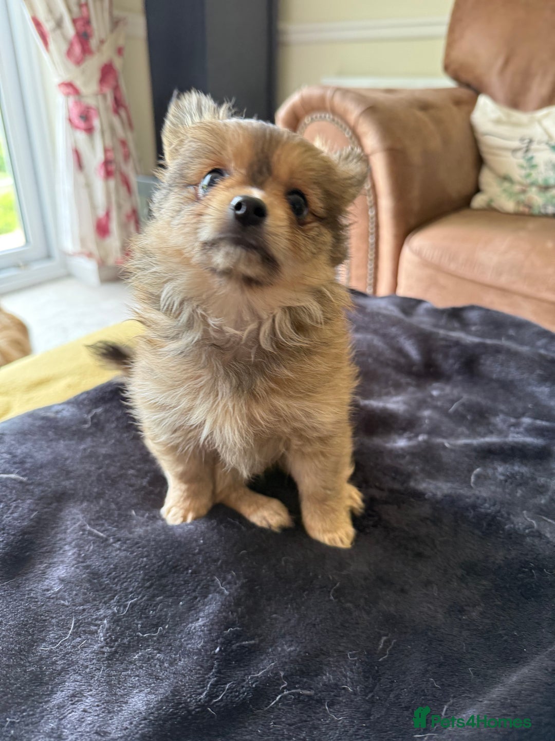 Pomeranian dogs for sale:  Adorable Pomeranian puppies  - Image 10