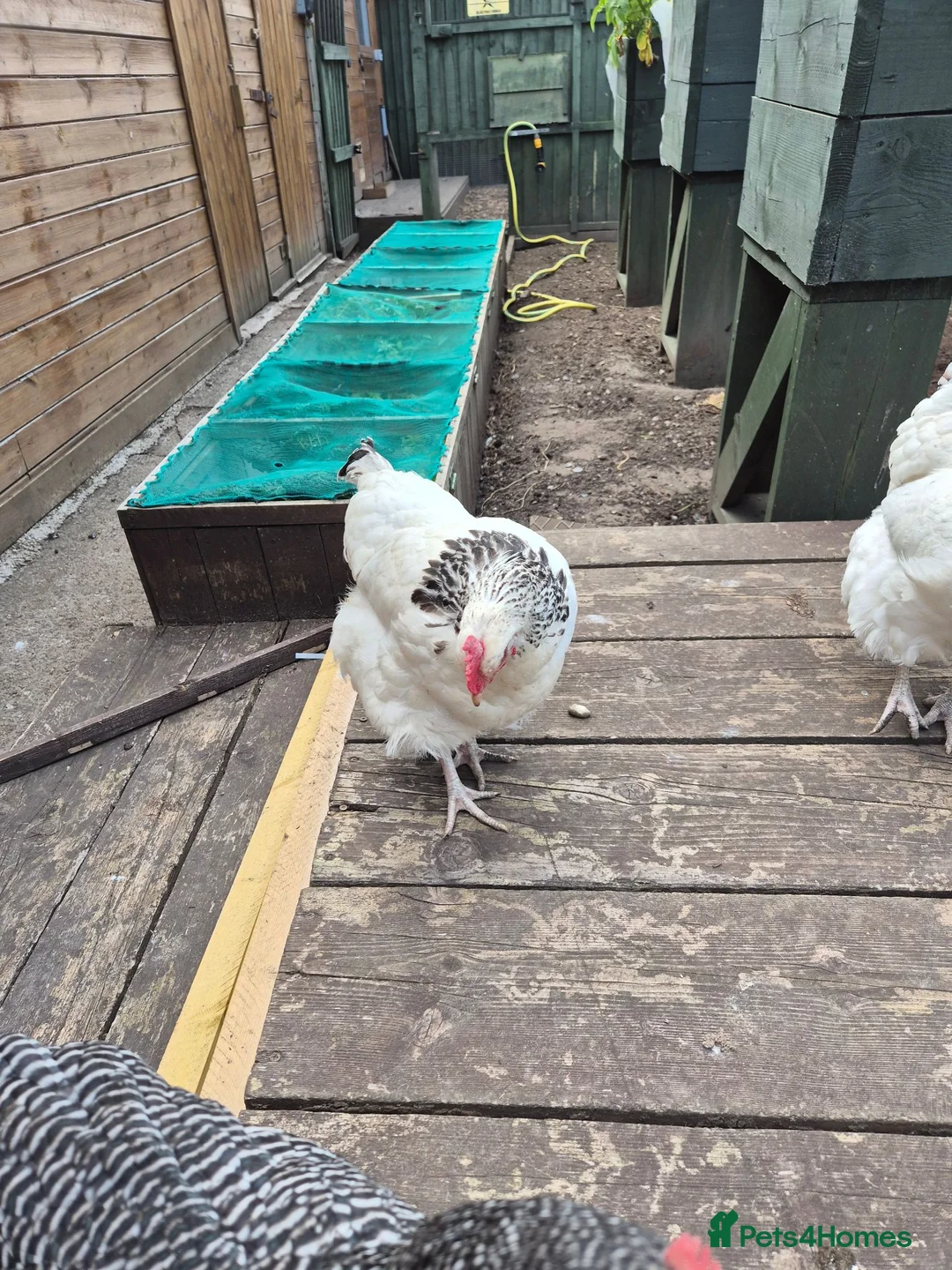 Chickens poultry for sale: White Sussex hens for sale - Advert 2