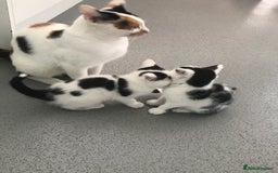 Mixed Breed cats for sale: Female kittens  - Image 5