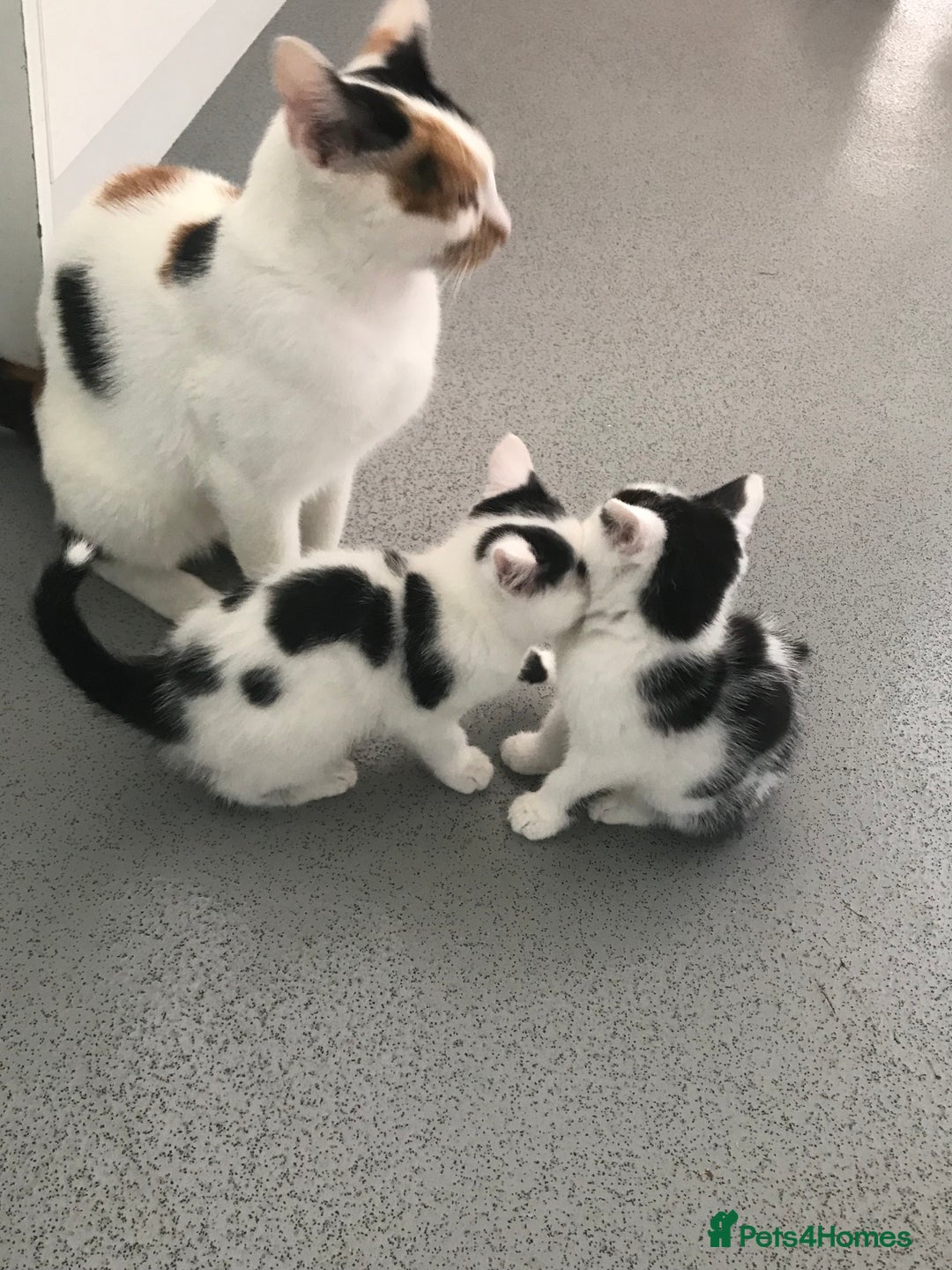 Mixed Breed cats for sale: Female kittens  - Image 5