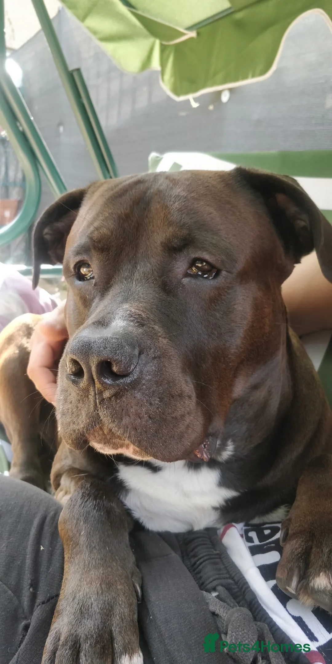 Mixed Breed dogs for stud: Looking for a female dog - Advert 13