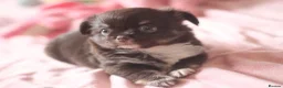 Chihuahua dogs for sale: Quality KC Registered chihuahua Boys  - Advert 15