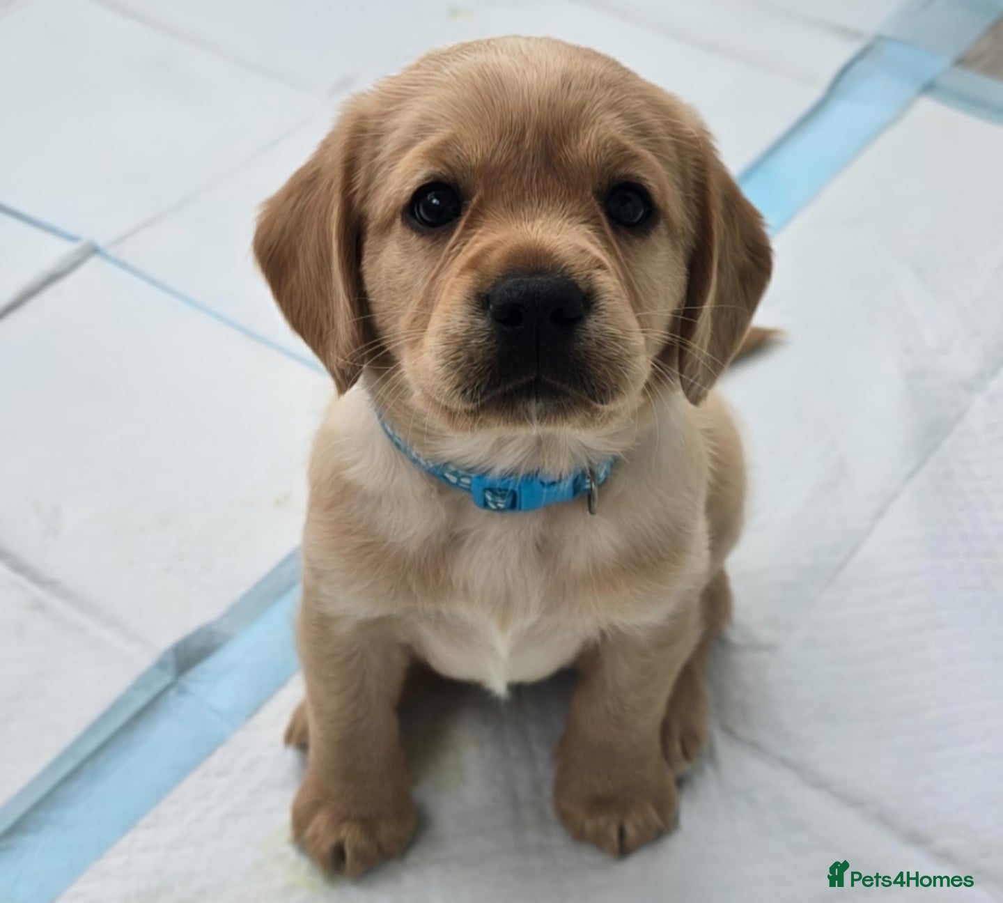 Mixed Breed dogs for sale: Cavador! Rare Ready 2 leave. 1 beautiful boy left. - Advert 25