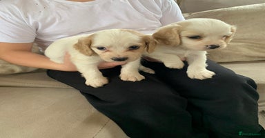 Mixed Breed dogs - Advert 15
