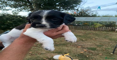 English Springer Spaniel dogs - Advert 10