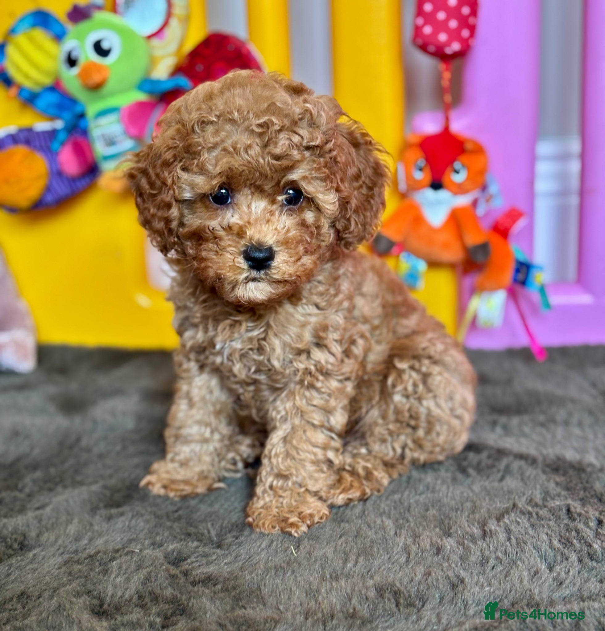 Cavapoo dogs Adorable teddy bear toy cavapoo health checked - Advert 1