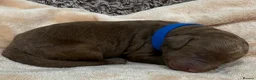 Double Doodle dogs for sale: Sunning littler of Doubledoodle puppies in Grimsby - Advert 18