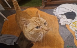 Mixed Breed cats for sale: One beautiful kitten - Image 7