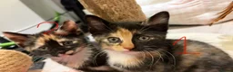 Turkish Angora cats for sale: 3 Beautiful, Kittens Looking for Loving Homes 🐾 - Advert 6