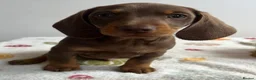 Miniature Dachshund dogs for sale: Miniature dachshund  - Advert 5