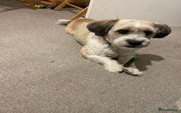Mixed Breed dogs for sale: Poofy - Image 1