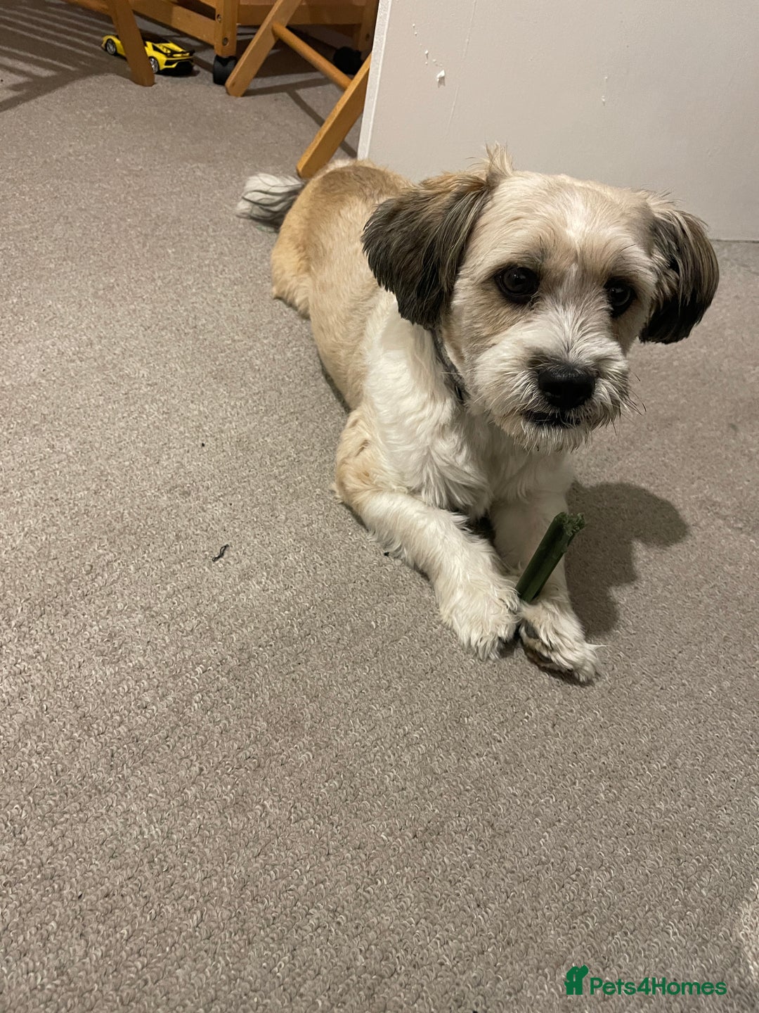 Mixed Breed dogs for sale: Poofy - Image 1