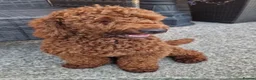 Cockapoo dogs for sale: Cockapoo F1b puppies Fox Red and Champagne  in Chesterfield - Advert 7