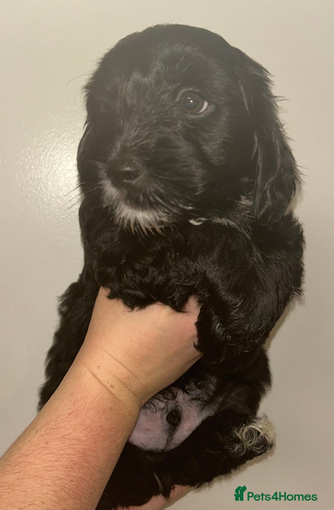 Mixed Breed dogs for sale: ‼️REDUCED 2 BEAUTIFUL YORKIPOO BOY READY NOW‼️  - Advert 7