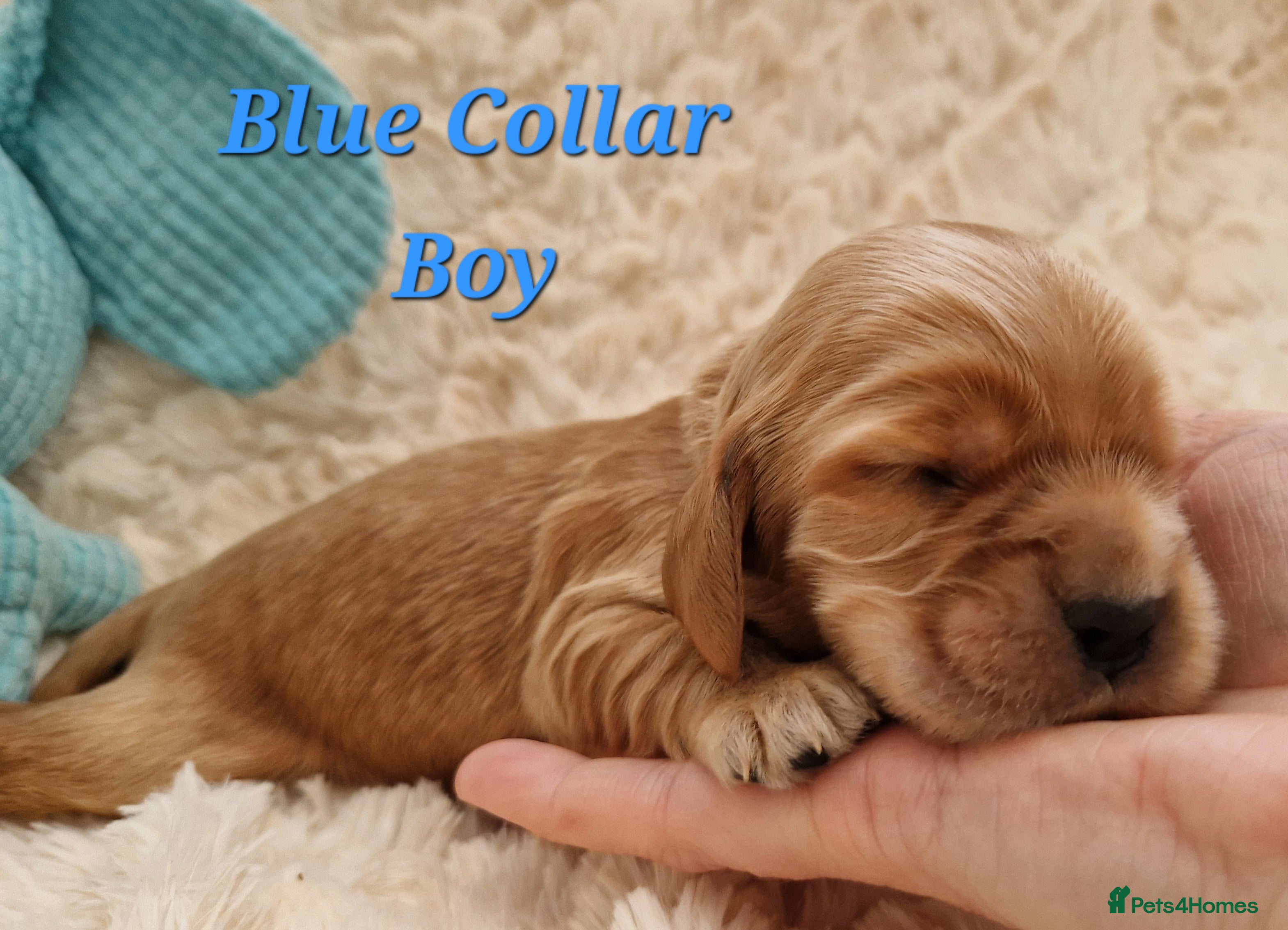 Cocker Spaniel dogs Pedigree Show Cocker Spaniel puppies available - Advert 5