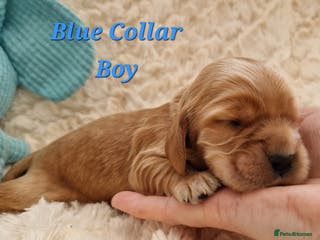 Cocker Spaniel dogs Pedigree Show Cocker Spaniel puppies available - Advert 6