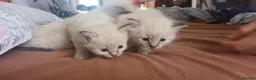 Ragdoll cats for sale: 5 purebred ragdoll kittens for sale in Cardiff - Advert 5