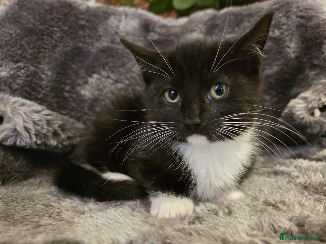 Ragdoll cats for sale: Rehomed  - Advert 6