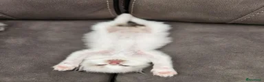 Kitten 2