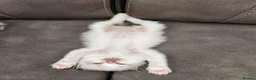 Ragdoll cats for sale: Pure Ragdoll Kittens Ready For Forever Homes in Ilford - Advert 12