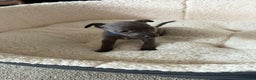 Whippet dogs for sale: KC registered BLUE whippet puppies 100% show type  - Advert 10