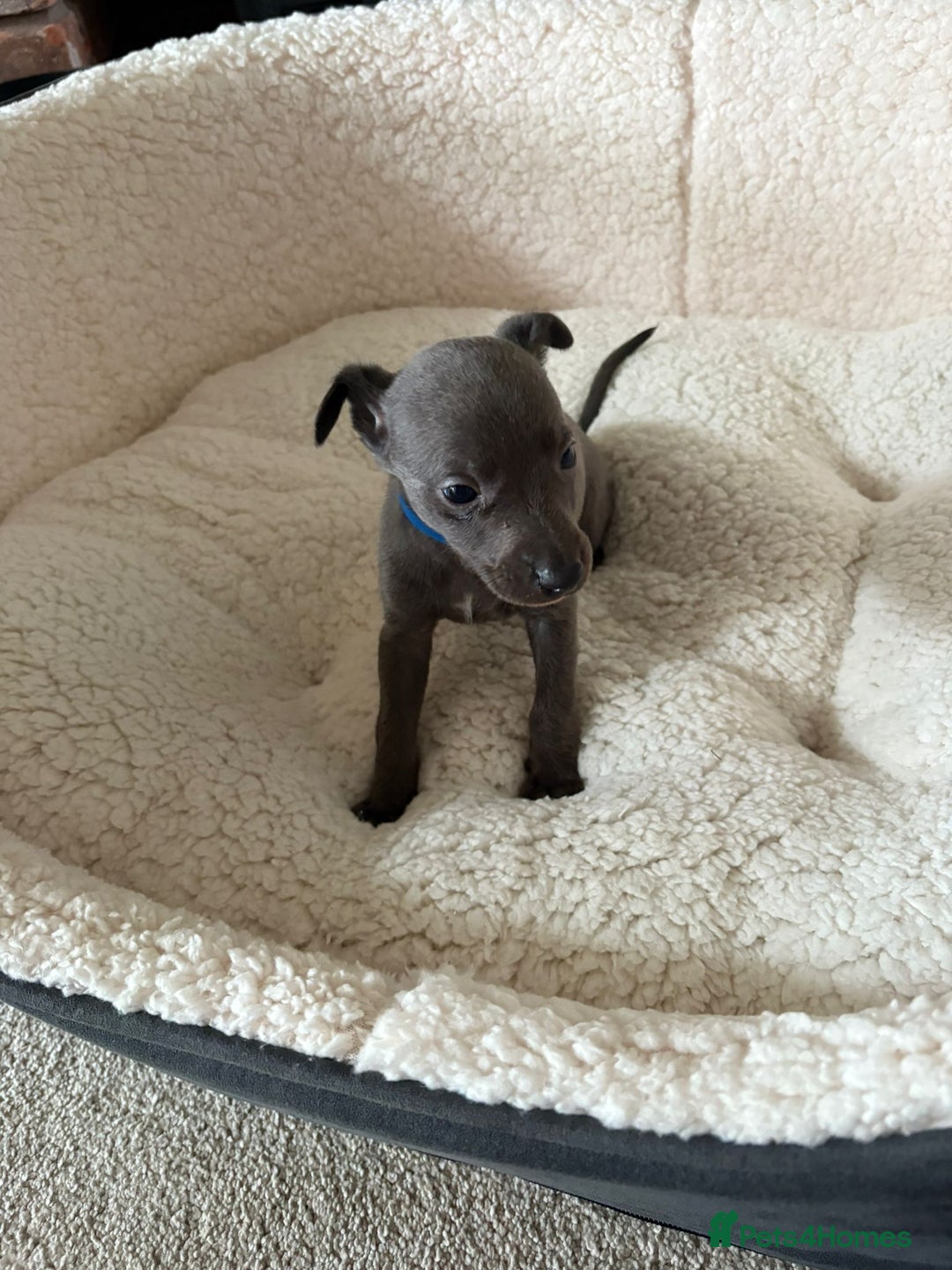 Whippet dogs for sale: KC registered BLUE whippet puppies 100% show type  - Advert 10