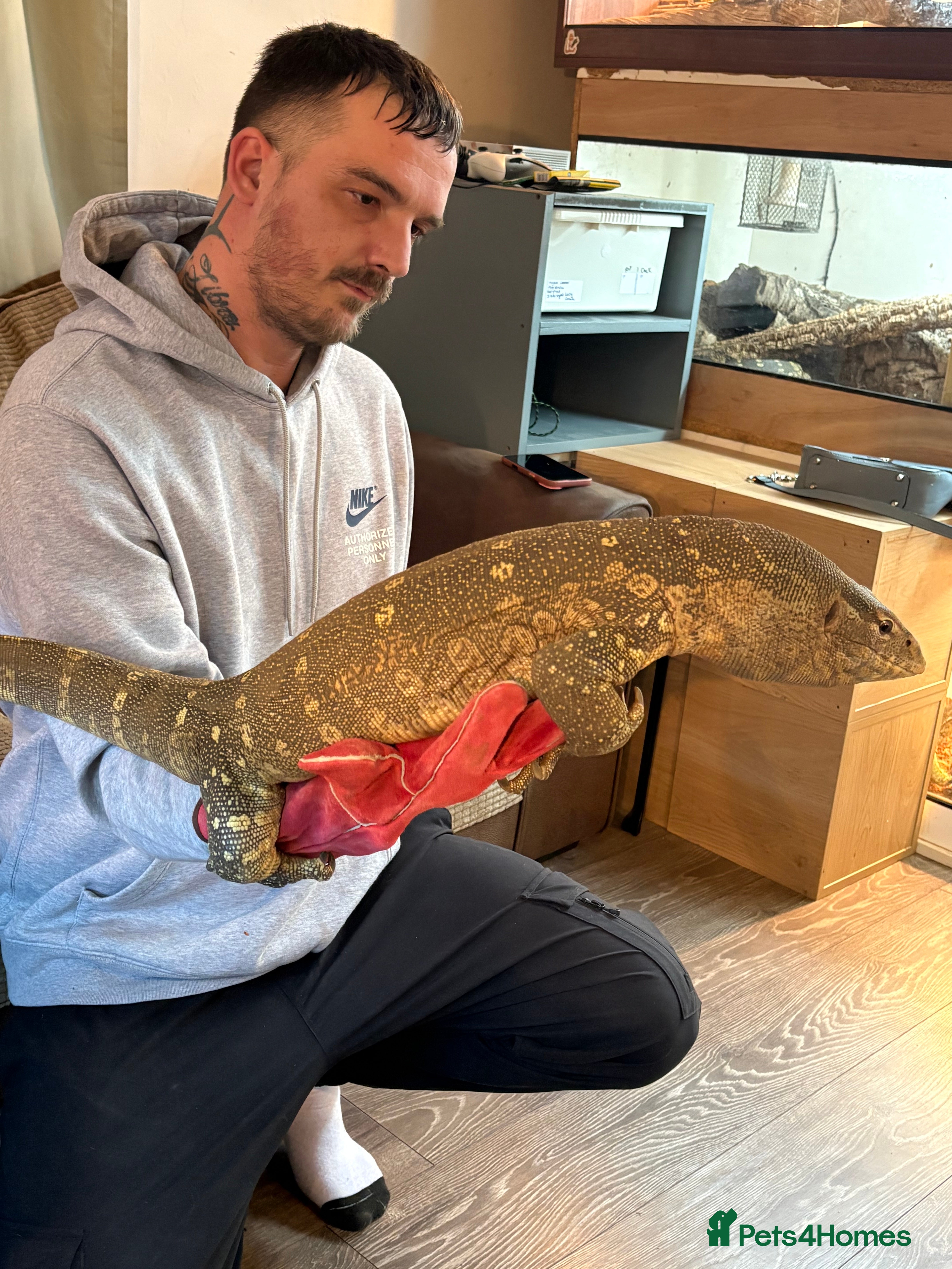 Monitor reptiles Male Nile monitor approximately 3years old - Advert 1