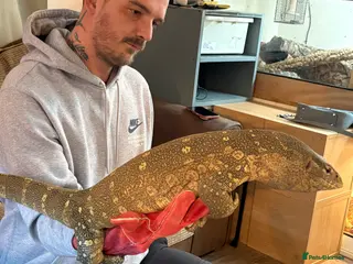 Monitor reptiles Male Nile monitor approximately 3years old - Advert 1