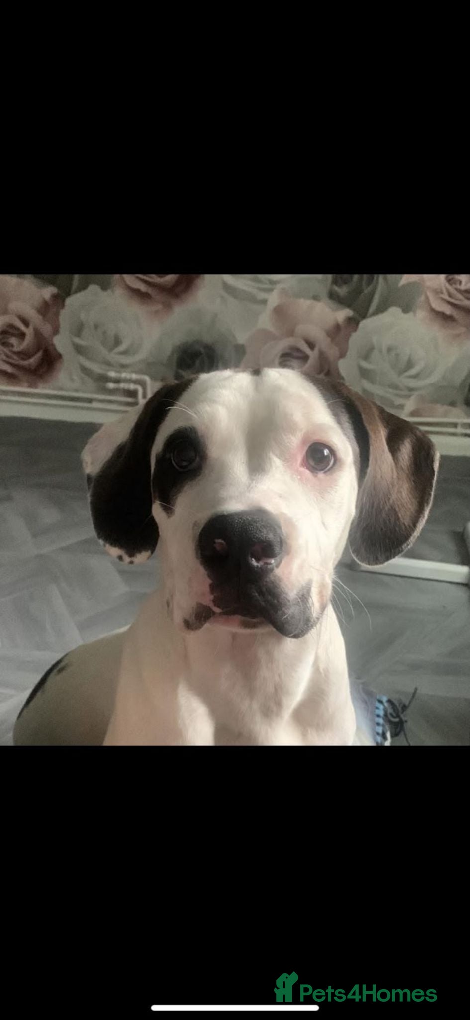 American Bulldog dogs Charlie  - Advert 11