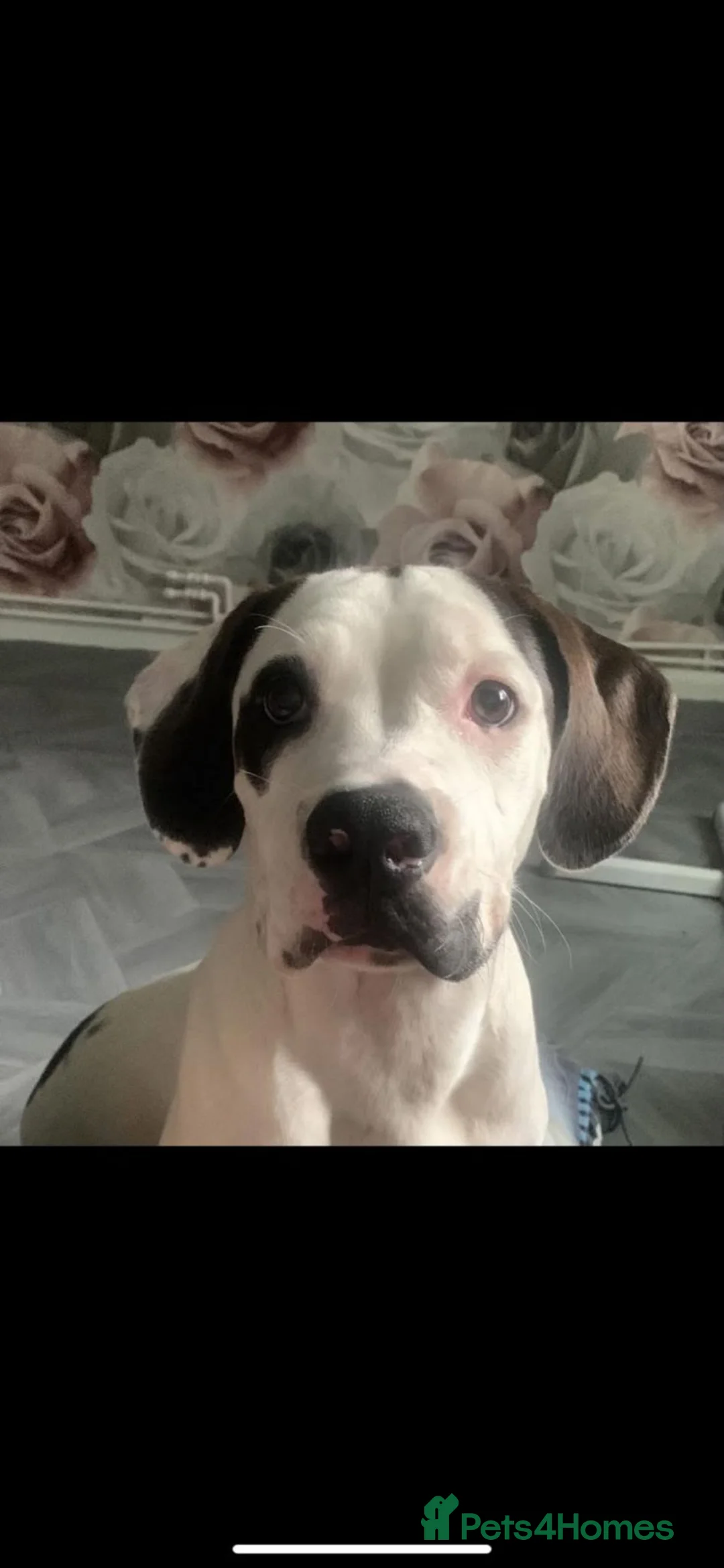 American Bulldog dogs for sale: Charlie  in Chorley - Advert 1