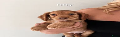 Cocker Spaniel 1