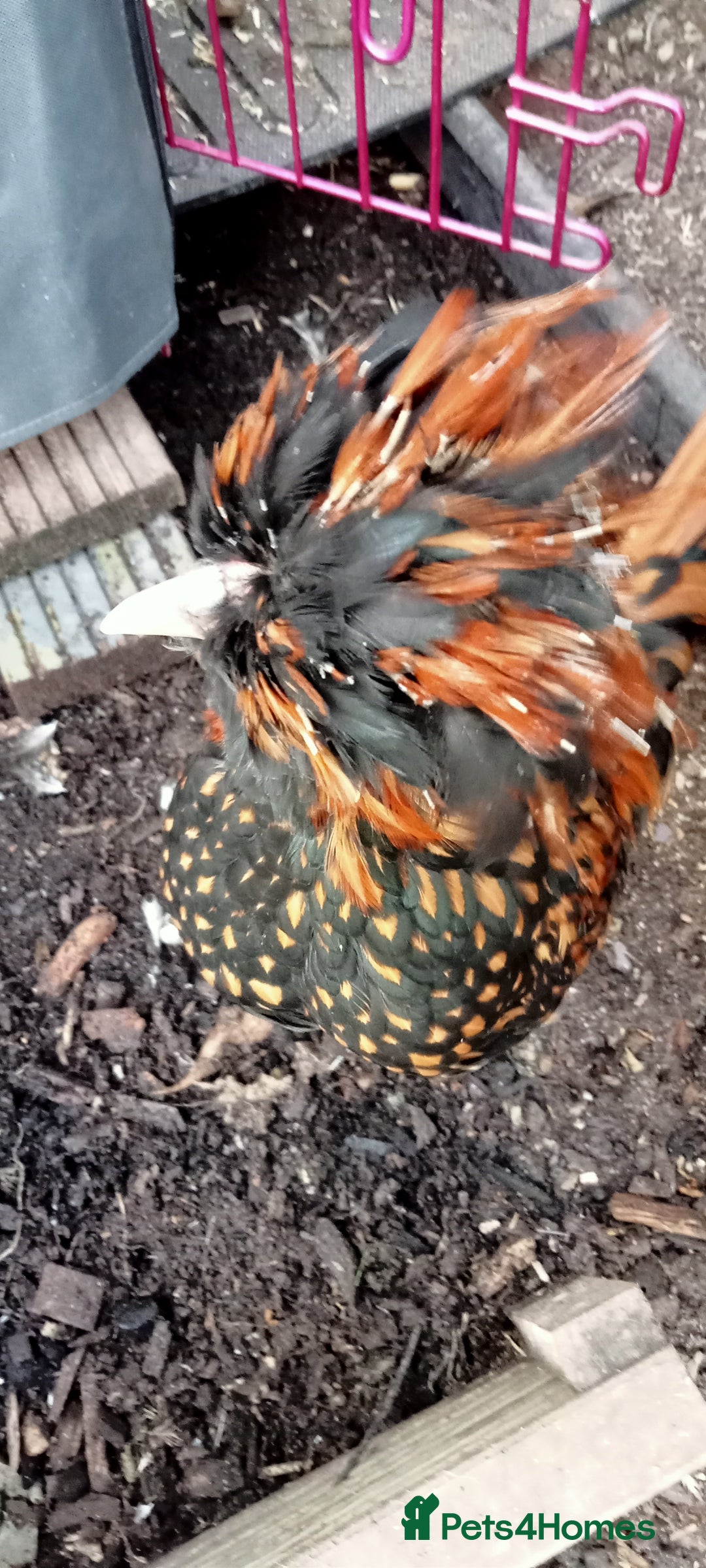 Chickens poultry for sale: Gold Laced Polish Silkie Rooster - Advert 3