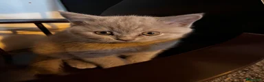 British Shorthair 4