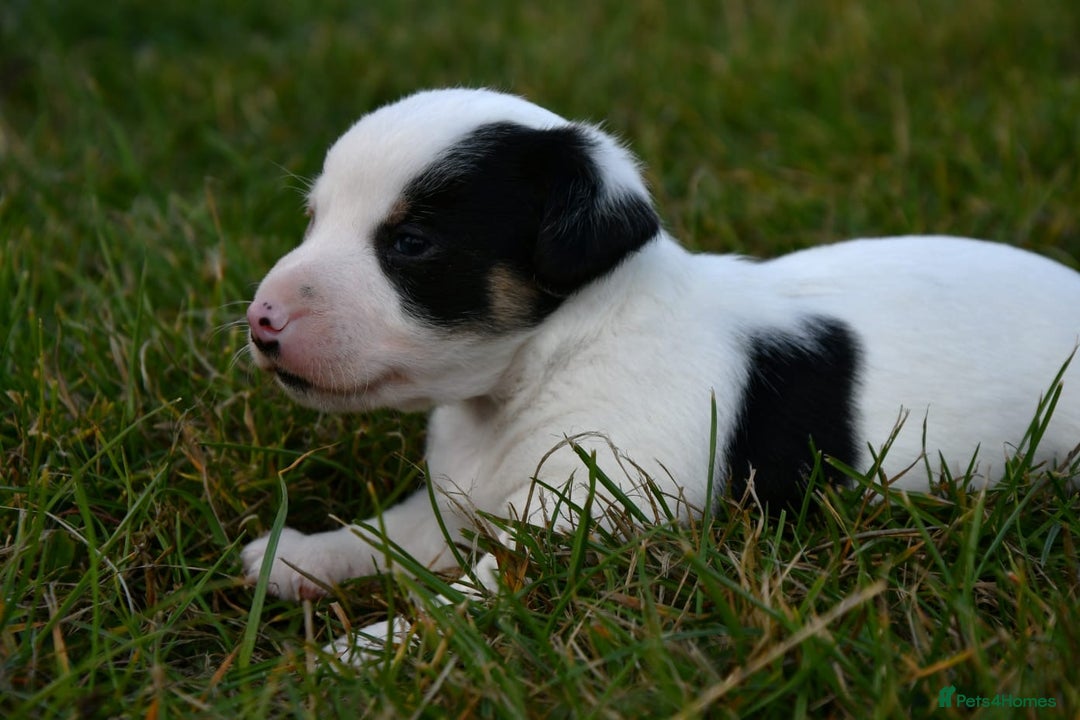 Jack Russell dogs for sale: Jack Russell puppies for sale  - Image 5