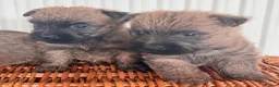 Cairn Terrier dogs for sale: Stunning KC reg cairn terrier pups  - Advert 13