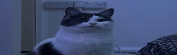 British Shorthair cats for sale: Poppy in Exeter - Advert 1