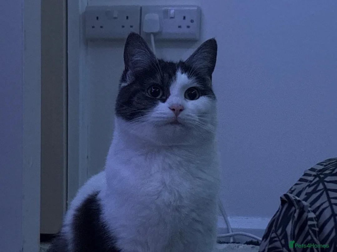 British Shorthair cats for sale: Poppy in Exeter - Advert 1