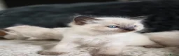Ragdoll cats for sale: Beautiful Ragdol Kittens  - Advert 10