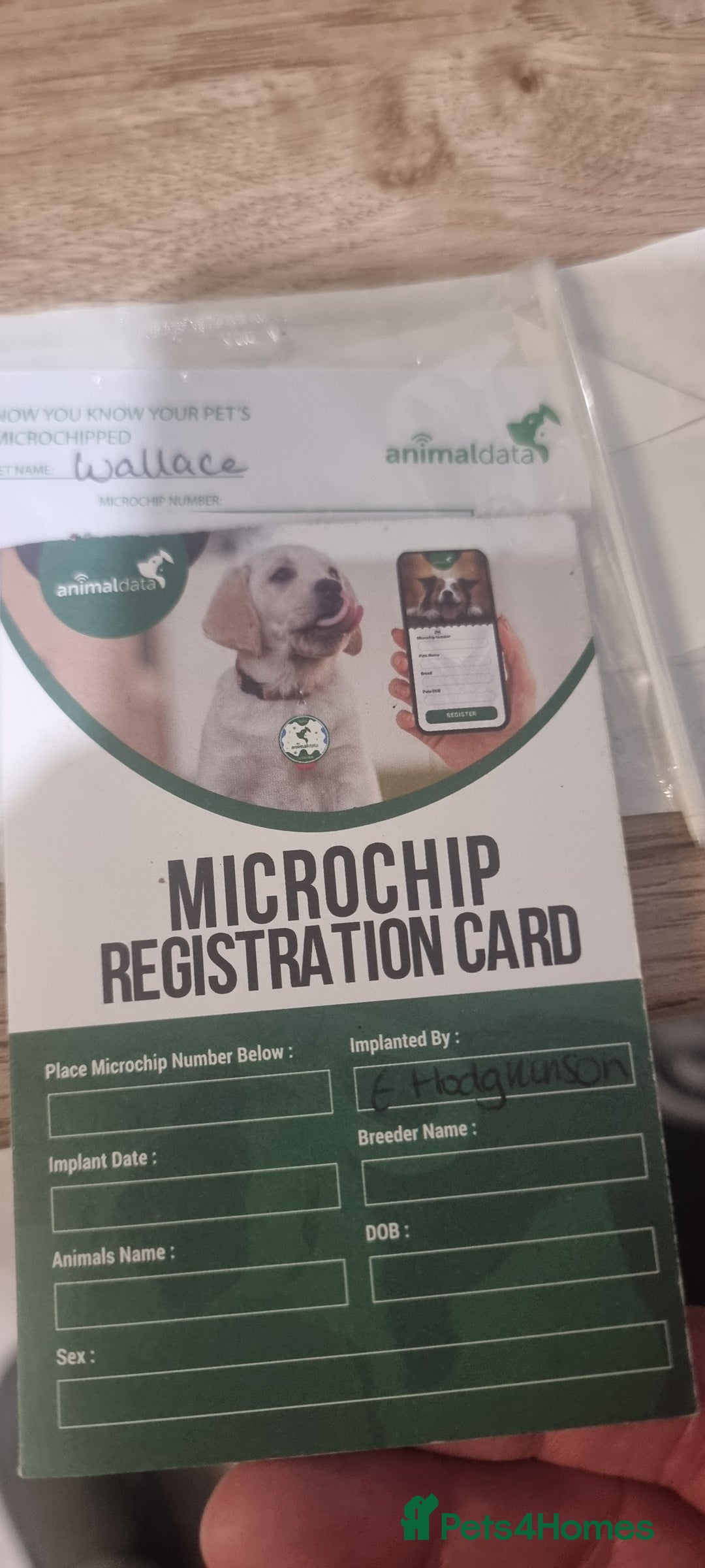 Sprollie dogs for sale: Wallace - Advert 3