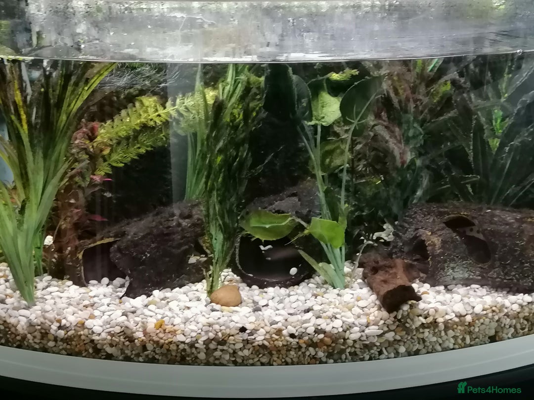 Catfish fish for sale: 2 large cat fish, aquarium and stand - Image 2