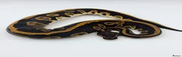 Python Snake reptiles for sale: Baby Royal Python - Advert 3