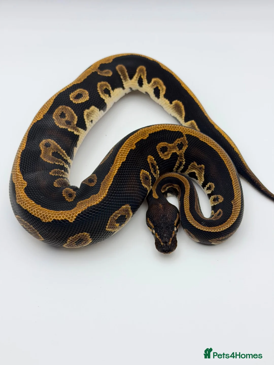 Python Snake reptiles for sale: Baby Royal Python - Advert 3