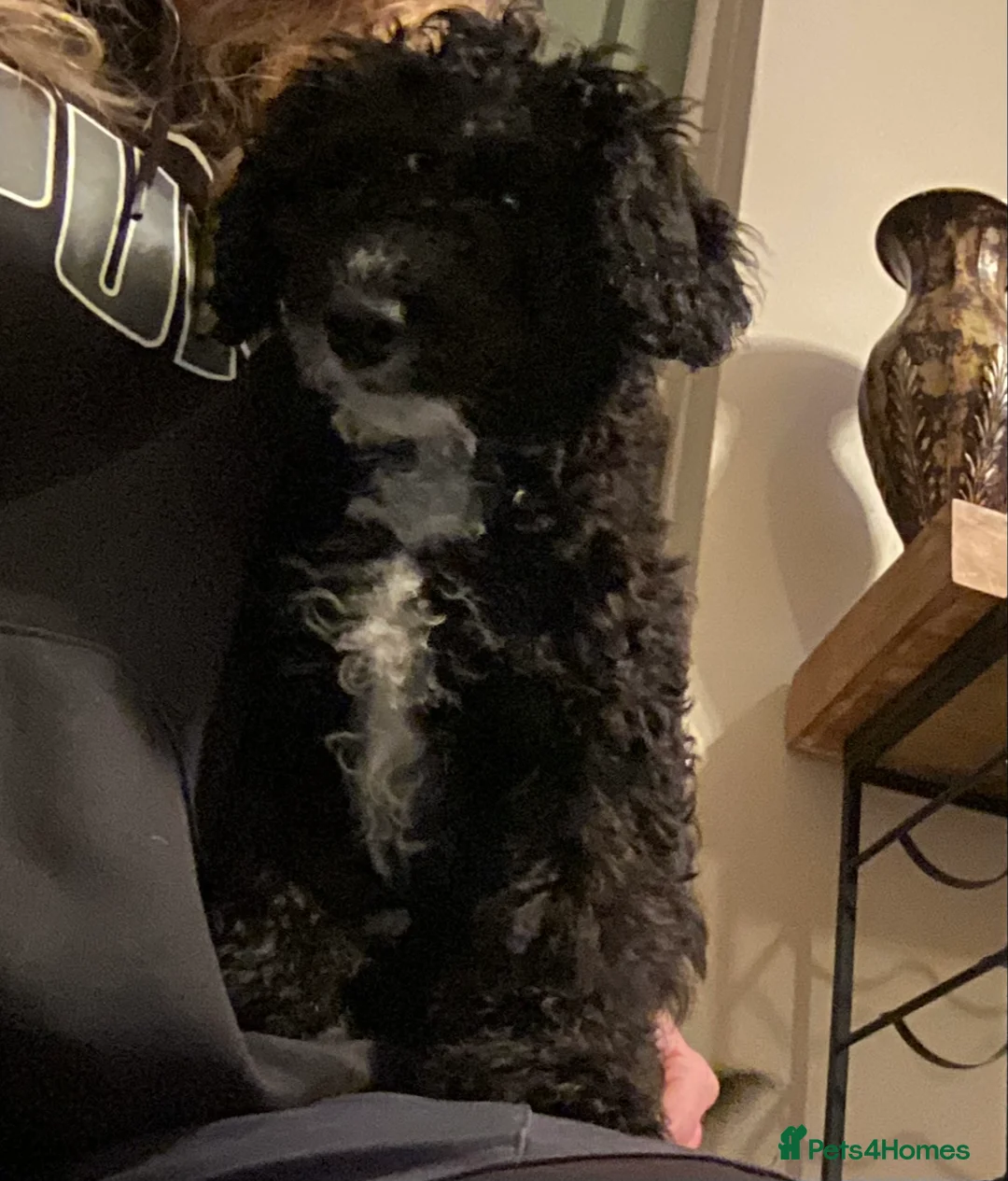 Sproodle dogs for sale: Last Gorgeous Sproodle Pup (Licensed Breeder) - Advert 1