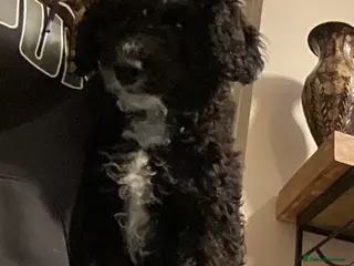 Sproodle dogs Last Gorgeous Sproodle Pup (Licensed Breeder) - Advert 18